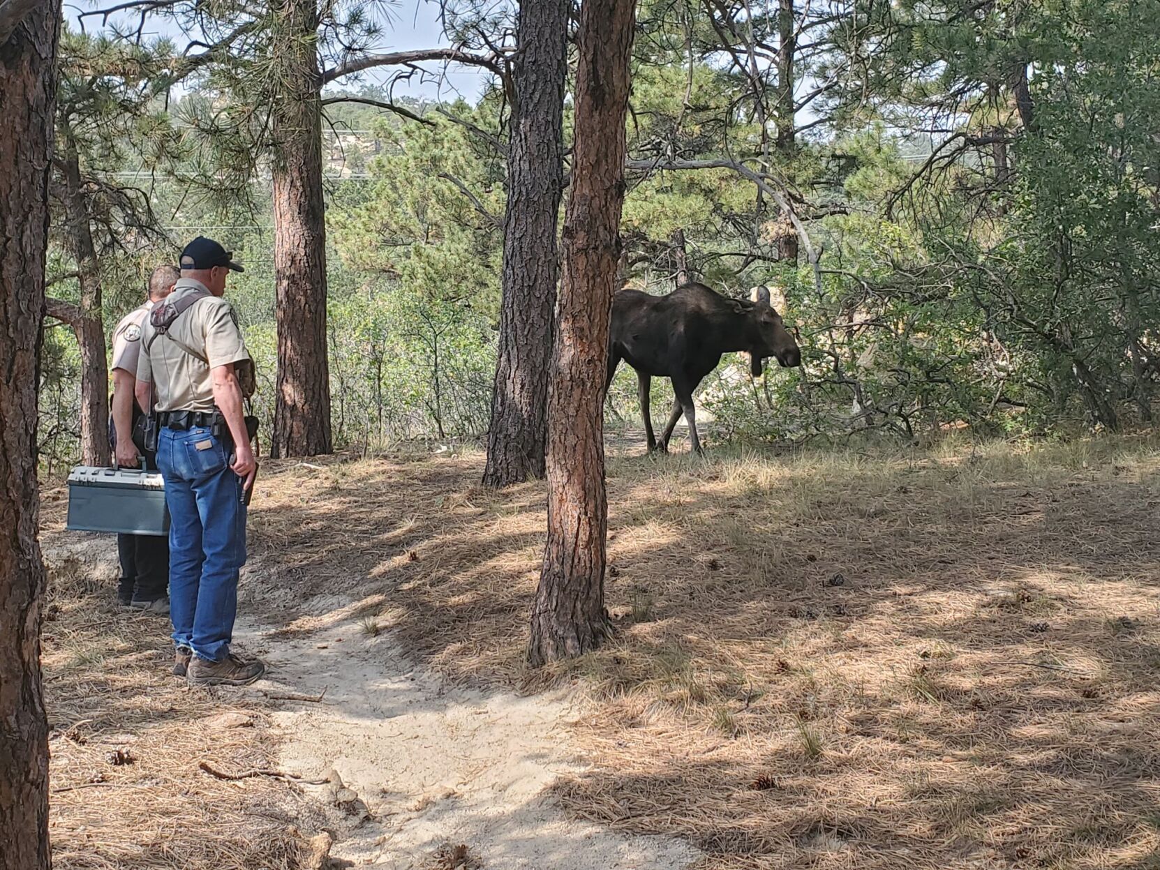MOOSE PHOTO 1